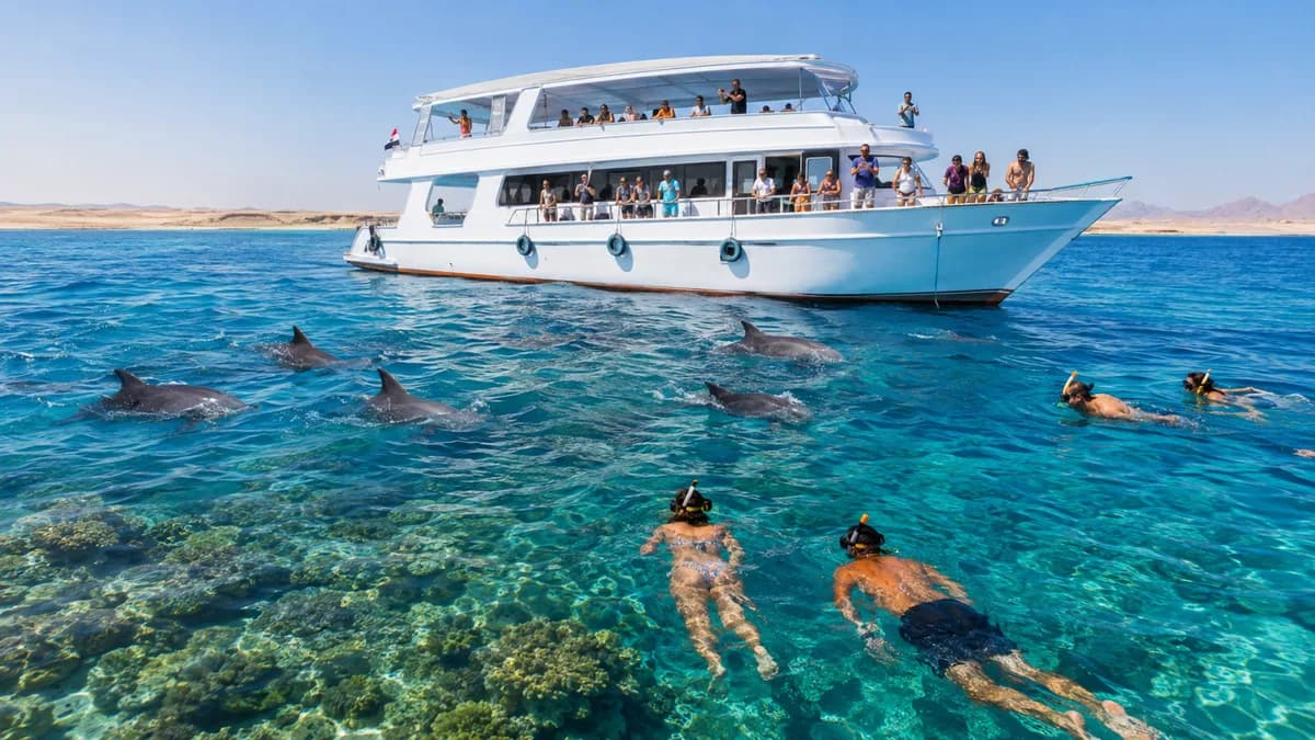 Snorkelers swimming with a pod of wild bottlenose dolphins over a shallow coral reef beside the boat at Dolphin House, Red Sea, Hurghada