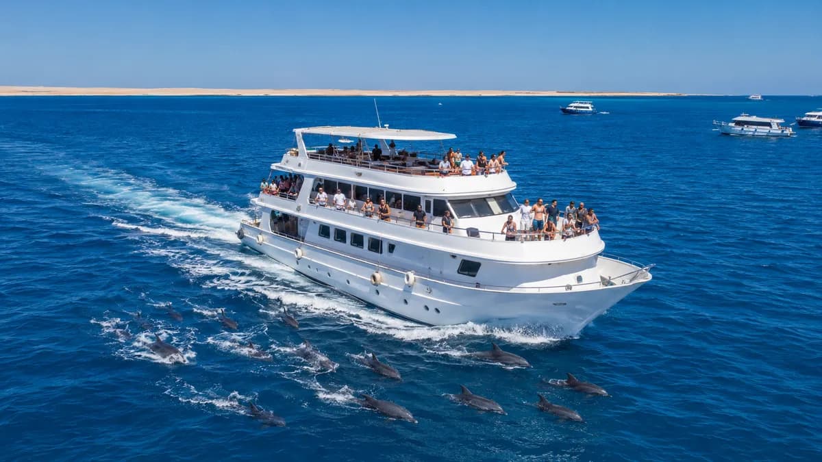 Aerial view of the white day boat cruising the turquoise Red Sea alongside a pod of wild dolphins near Dolphin House, Hurghada